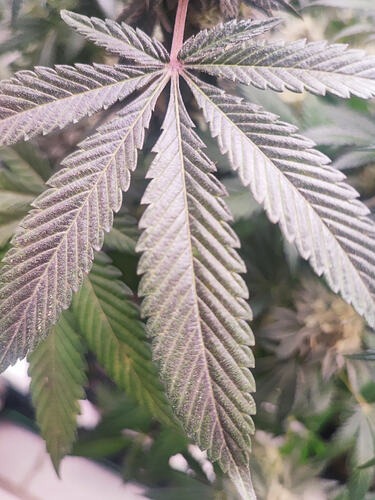 Growreport Bild 101