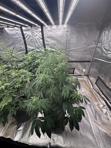 Growreport Bild 1
