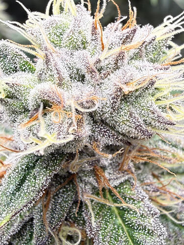 Growreport Bild 24