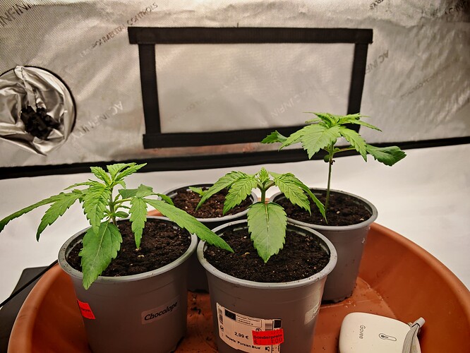 Growreport Bild 5