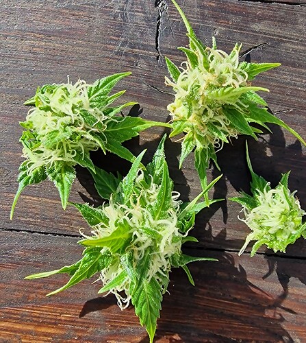 Growreport Bild 9