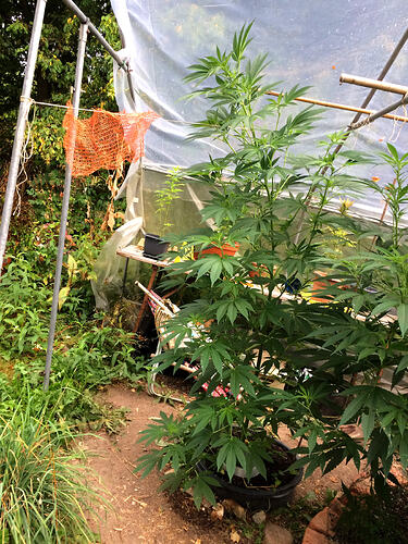 Grow2608194