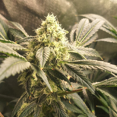 Growreport Bild 7