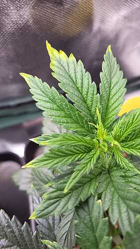 Growreport Bild 3