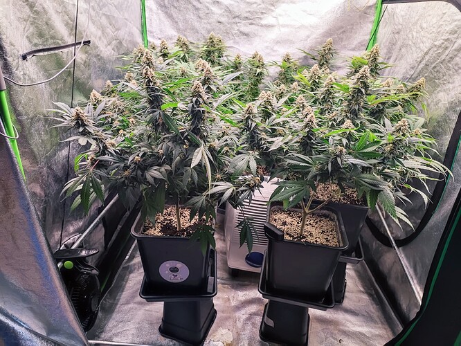 Growreport Bild 3
