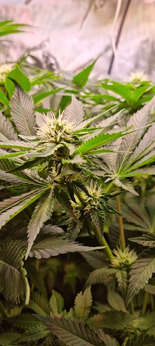 Growreport Bild 5