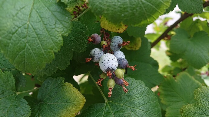 Growreport Bild 57
