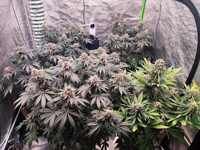 Growreport Bild 134