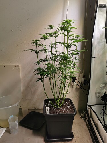 Growreport Bild 2
