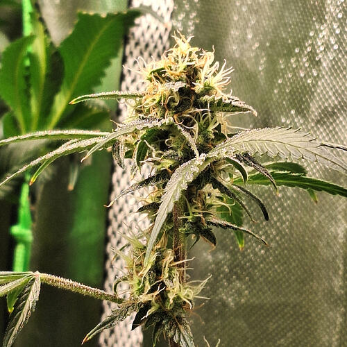 Growreport Bild 9