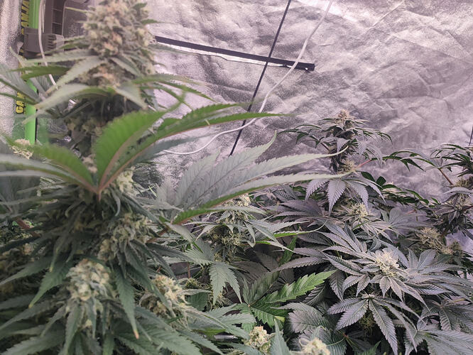 Growreport Bild 9
