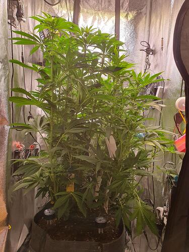 Growreport Bild 1