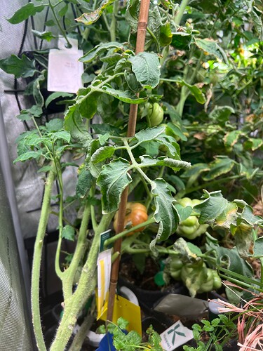 Growreport Bild 1