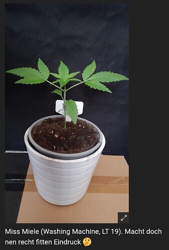 Growreport Bild 9