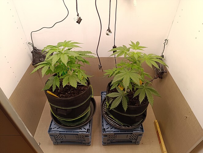 Growreport Bild 11