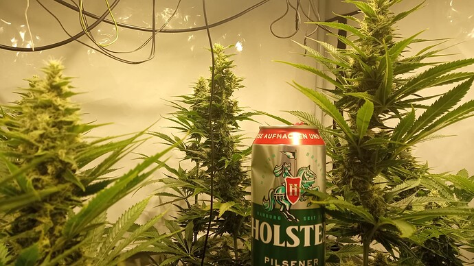 Growreport Bild 33