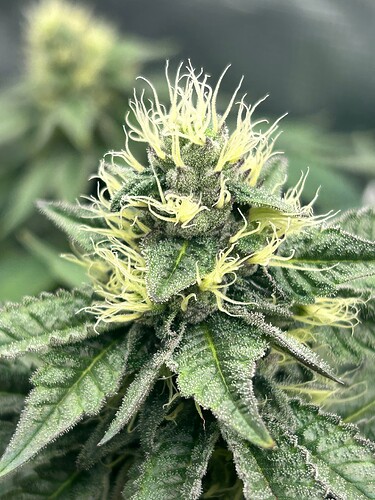 Growreport Bild 9