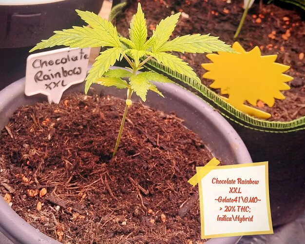 Growreport Bild 2