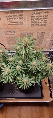 Growreport Bild 6
