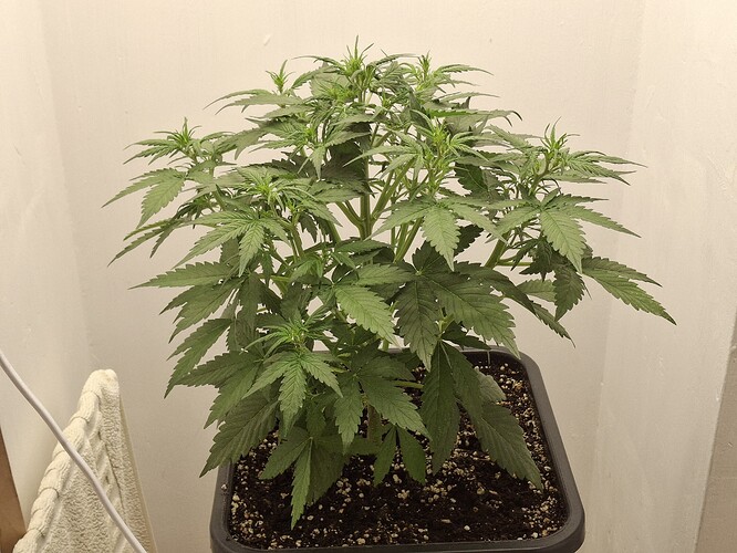 Growreport Bild 58