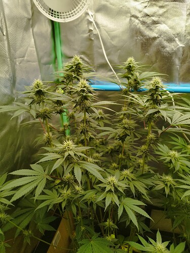 Growreport Bild 9