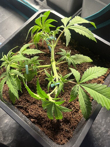 Growreport Bild 11