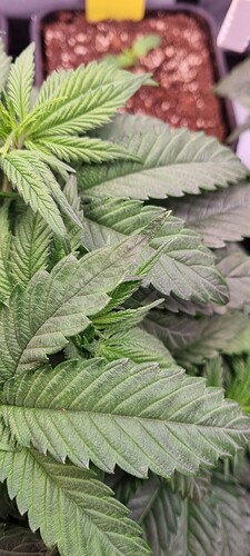 Growreport Bild 31