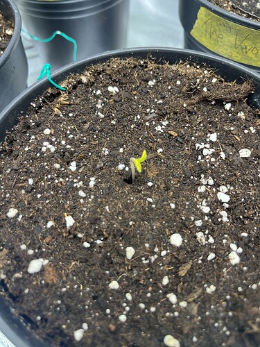 Growreport Bild 45