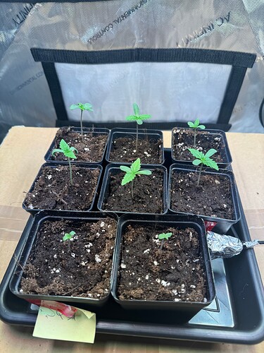 Growreport Bild 23