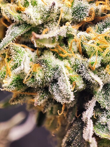 Growreport Bild 26