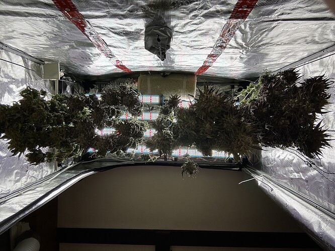 Cannabis-Pflanzen hängen kopfüber in einem Grow-Zelt zur Trocknung.