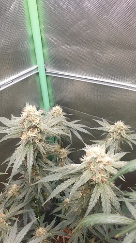 Growreport Bild 6