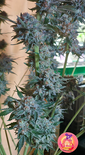 Growreport Bild 23