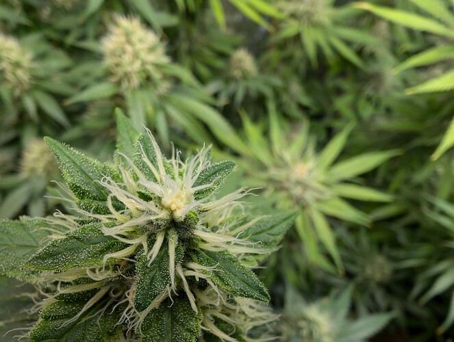 Growreport Bild 12