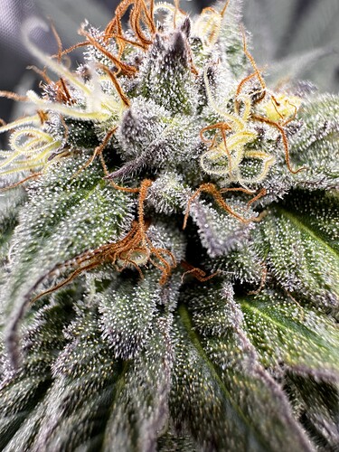 Growreport Bild 2