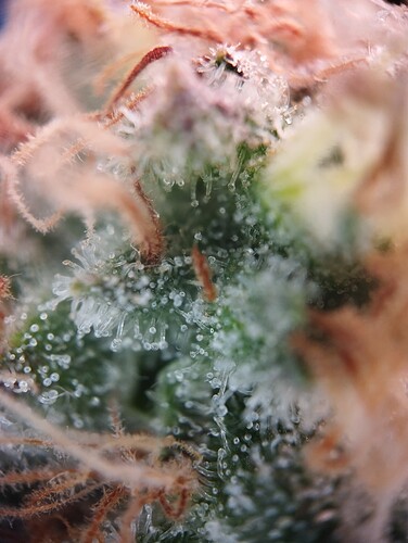 IMG_20250306_203725 - Kopie