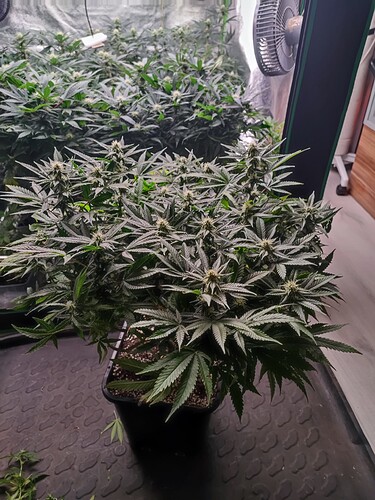 Growreport Bild 7