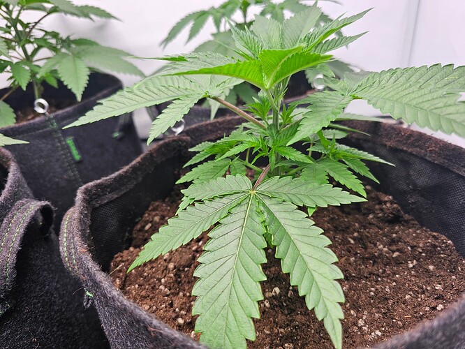 Growreport Bild 1