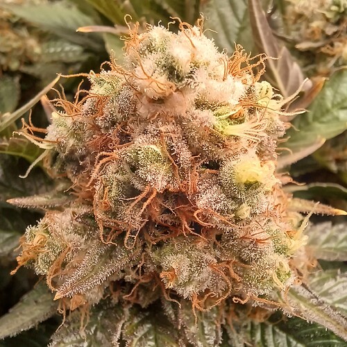 Growreport Bild 3