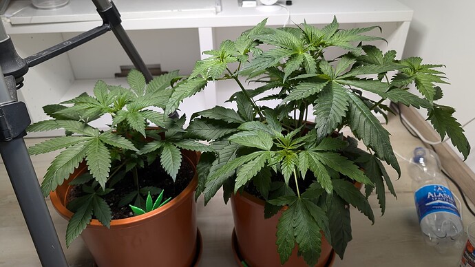 PXL_20240919_124813538