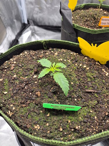 Growreport Bild 3