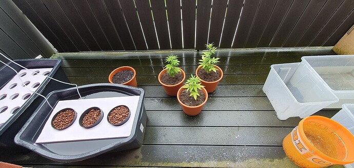 Growreport Bild 5