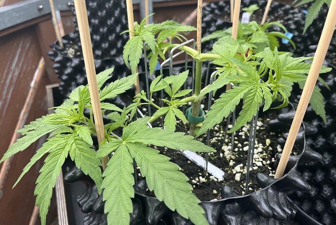 Growreport Bild 3