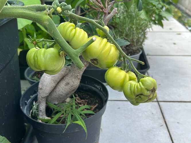 Growreport Bild 3