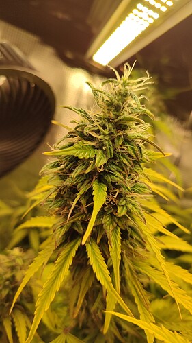 Growreport Bild 2
