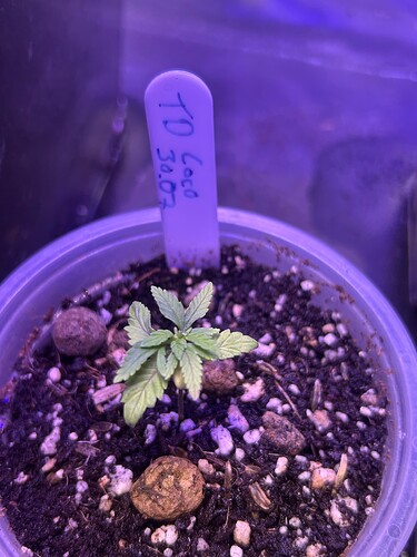 Growreport Bild 3