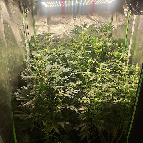 Growreport Bild 1
