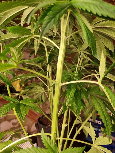 Nahaufnahme des Stiels einer Cannabispflanze im Wuchs, mit mehreren Verzweigungen und grünen Blättern.