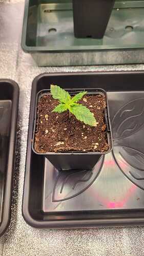 Growreport Bild 51
