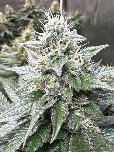 Growreport Bild 23